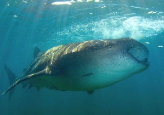 令人惊叹的鲸鲨 